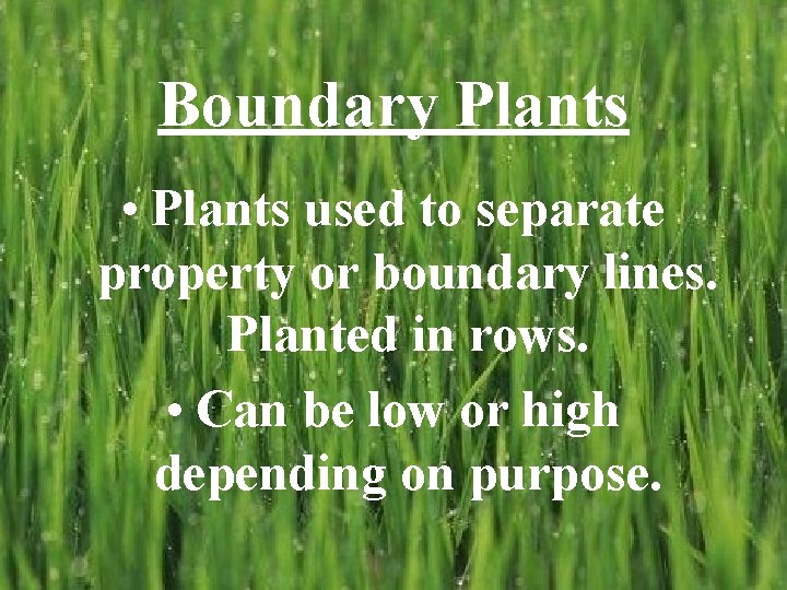 Boundary Plants • Plants used to separate property or boundary lines. Planted in rows.