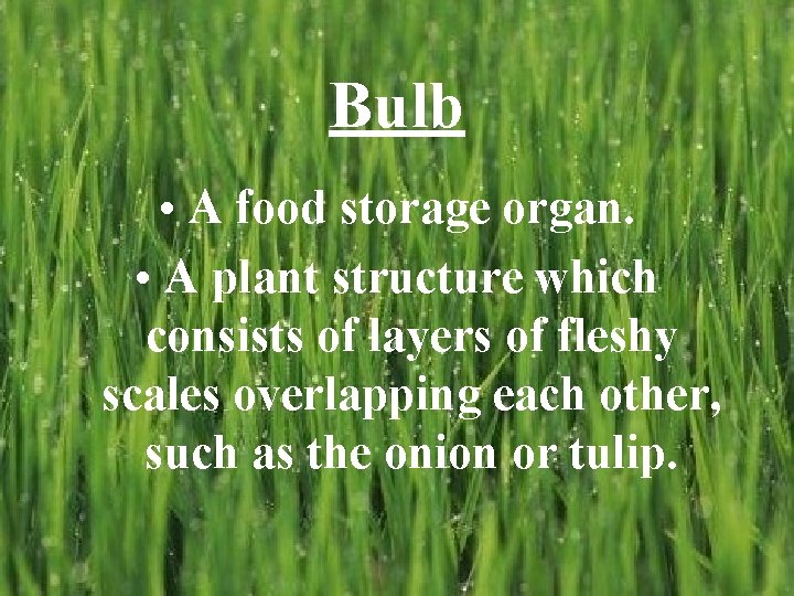 Bulb • A food storage organ. • A plant structure which consists of layers
