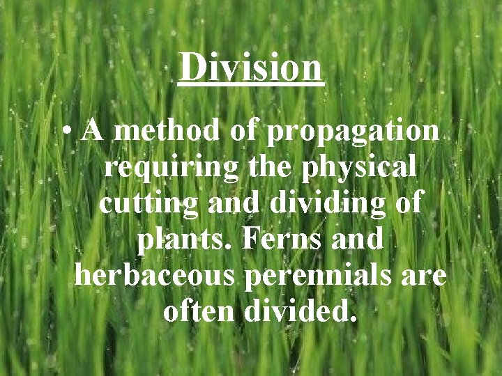 Division • A method of propagation requiring the physical cutting and dividing of plants.