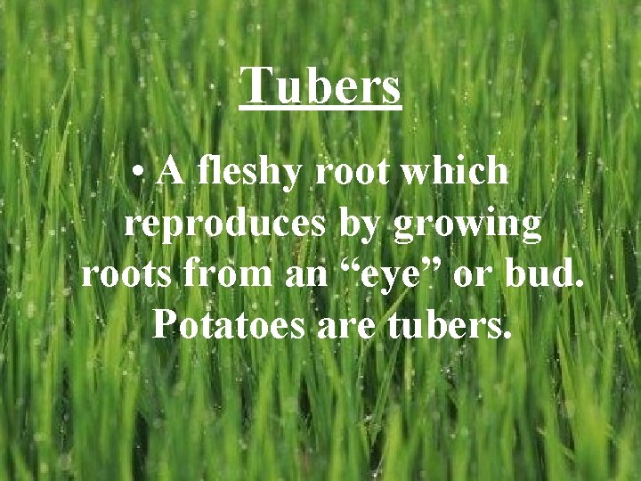 Tubers • A fleshy root which reproduces by growing roots from an “eye” or