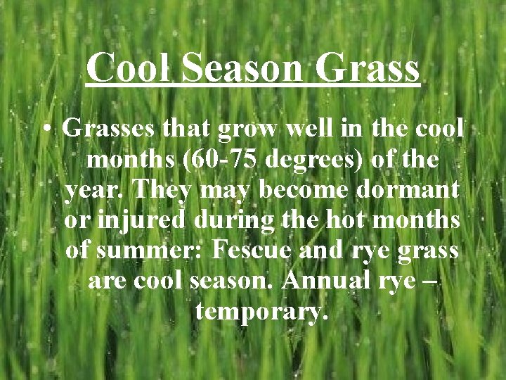 Cool Season Grass • Grasses that grow well in the cool months (60 -75
