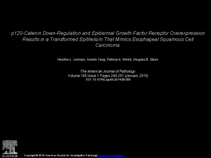 p 120 -Catenin Down-Regulation and Epidermal Growth Factor Receptor Overexpression Results in a Transformed