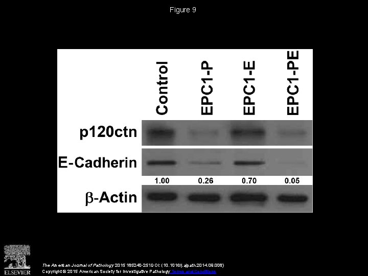 Figure 9 The American Journal of Pathology 2015 185240 -251 DOI: (10. 1016/j. ajpath.