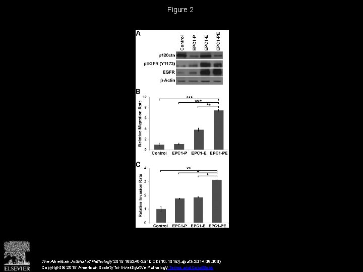 Figure 2 The American Journal of Pathology 2015 185240 -251 DOI: (10. 1016/j. ajpath.