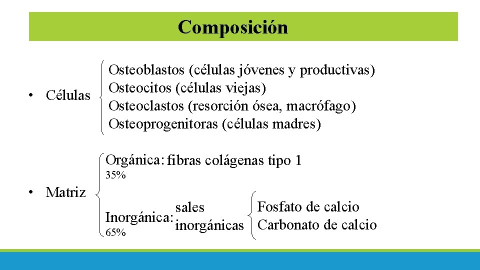 Composición • Células Osteoblastos (células jóvenes y productivas) Osteocitos (células viejas) Osteoclastos (resorción ósea,