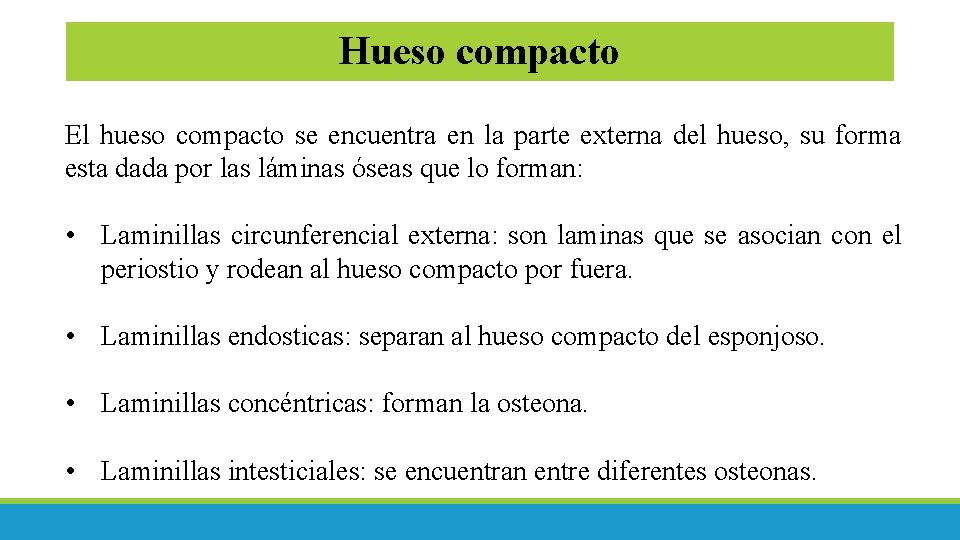 Hueso compacto El hueso compacto se encuentra en la parte externa del hueso, su