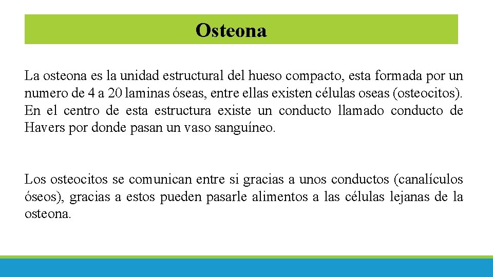 Osteona La osteona es la unidad estructural del hueso compacto, esta formada por un