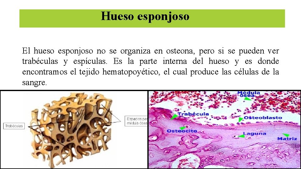 Hueso esponjoso El hueso esponjoso no se organiza en osteona, pero si se pueden