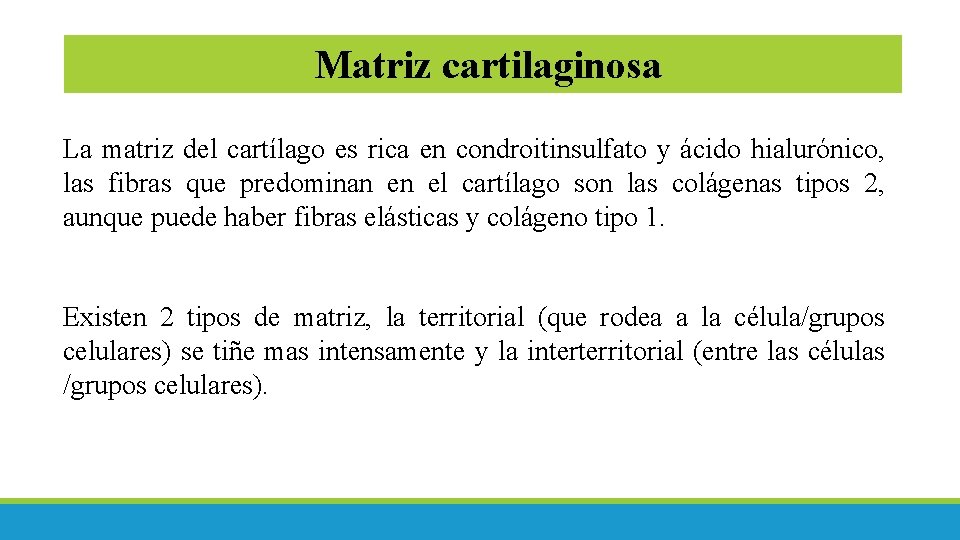 Matriz cartilaginosa La matriz del cartílago es rica en condroitinsulfato y ácido hialurónico, las