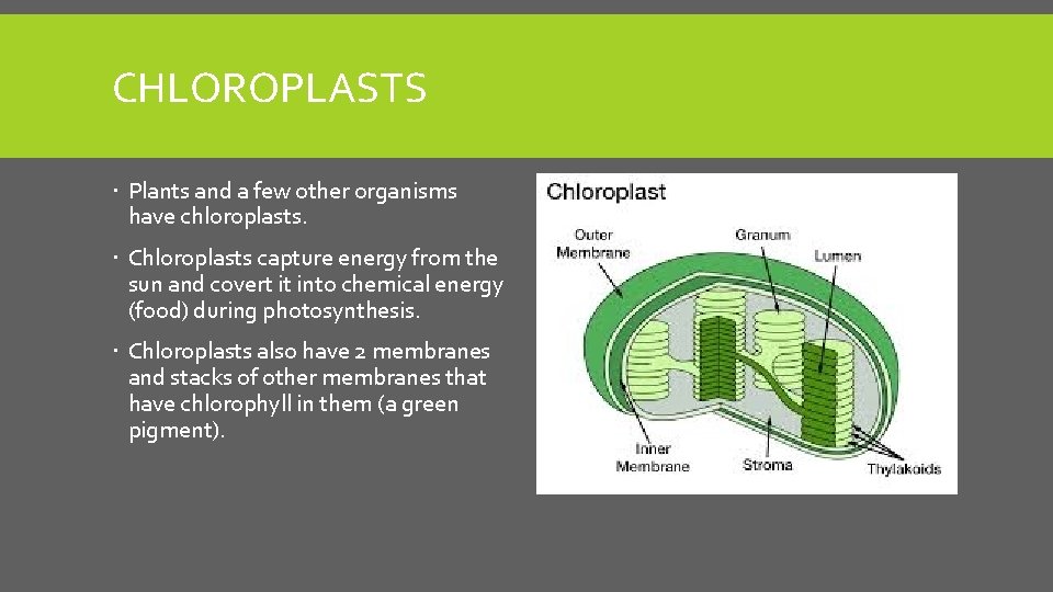 CHLOROPLASTS Plants and a few other organisms have chloroplasts. Chloroplasts capture energy from the