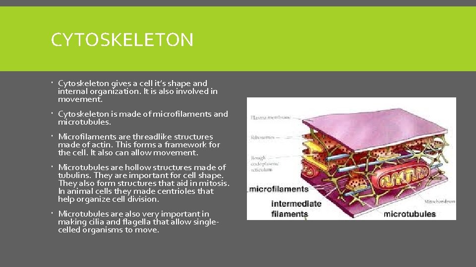 CYTOSKELETON Cytoskeleton gives a cell it’s shape and internal organization. It is also involved