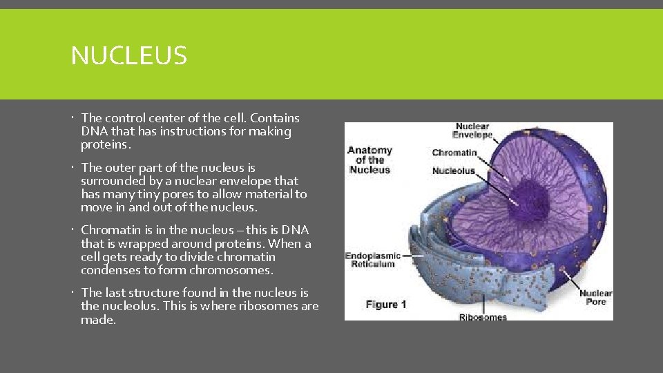 NUCLEUS The control center of the cell. Contains DNA that has instructions for making