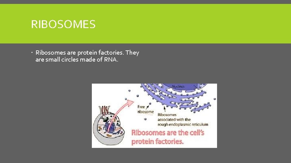 RIBOSOMES Ribosomes are protein factories. They are small circles made of RNA. 