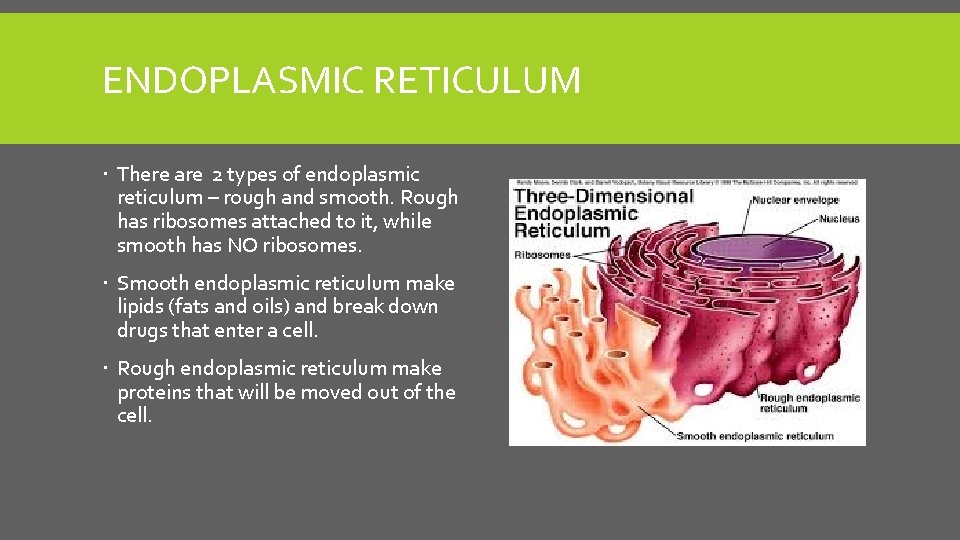 ENDOPLASMIC RETICULUM There are 2 types of endoplasmic reticulum – rough and smooth. Rough