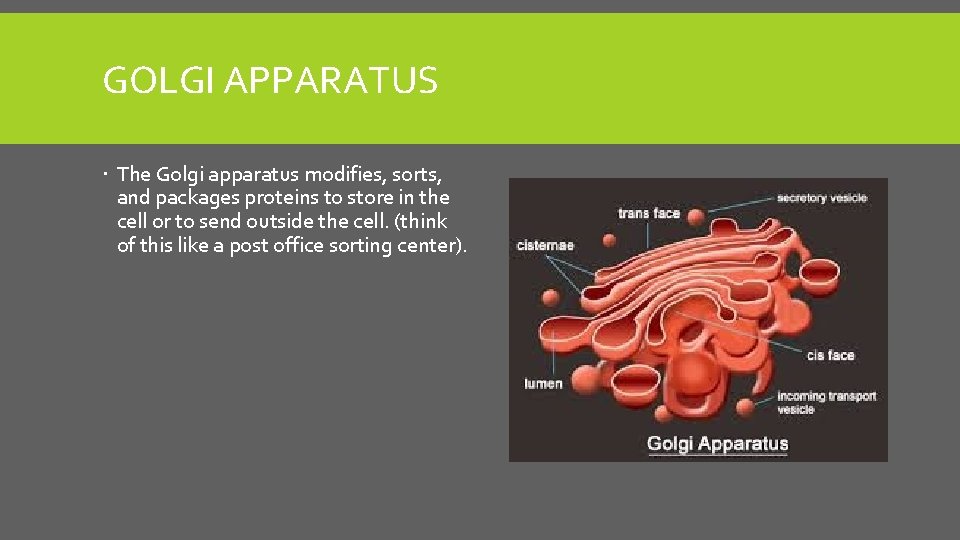 GOLGI APPARATUS The Golgi apparatus modifies, sorts, and packages proteins to store in the