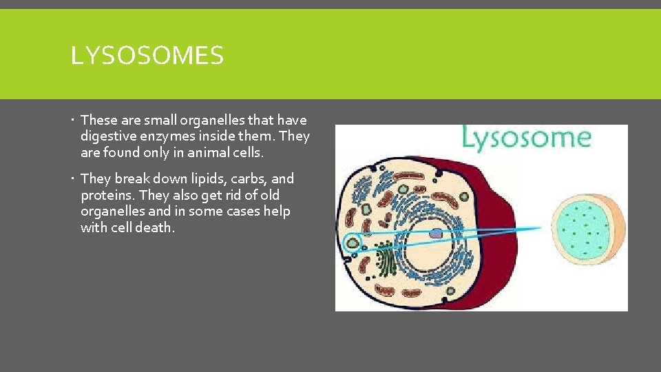 LYSOSOMES These are small organelles that have digestive enzymes inside them. They are found