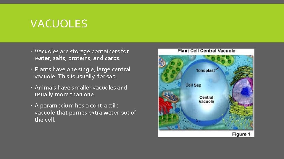 VACUOLES Vacuoles are storage containers for water, salts, proteins, and carbs. Plants have one