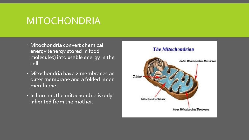 MITOCHONDRIA Mitochondria convert chemical energy (energy stored in food molecules) into usable energy in