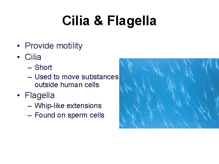 Cilia & Flagella • Provide motility • Cilia – Short – Used to move