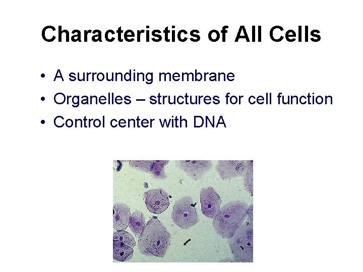 Characteristics of All Cells • A surrounding membrane • Organelles – structures for cell