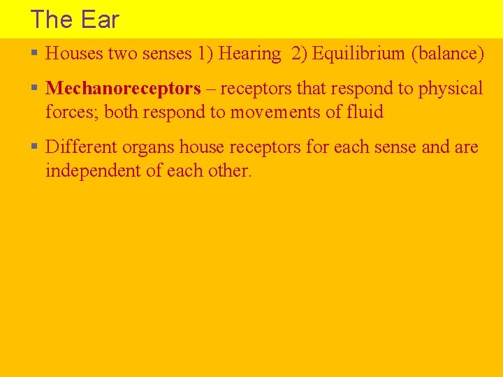 The Ear § Houses two senses 1) Hearing 2) Equilibrium (balance) § Mechanoreceptors –