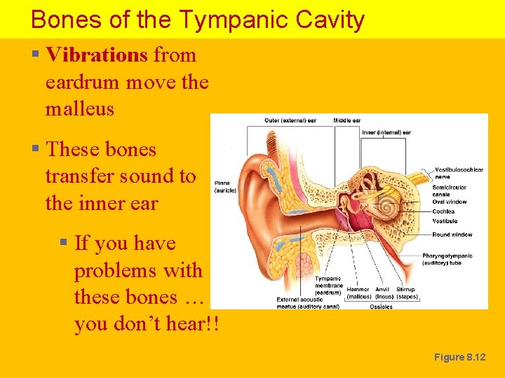 Bones of the Tympanic Cavity § Vibrations from eardrum move the malleus § These