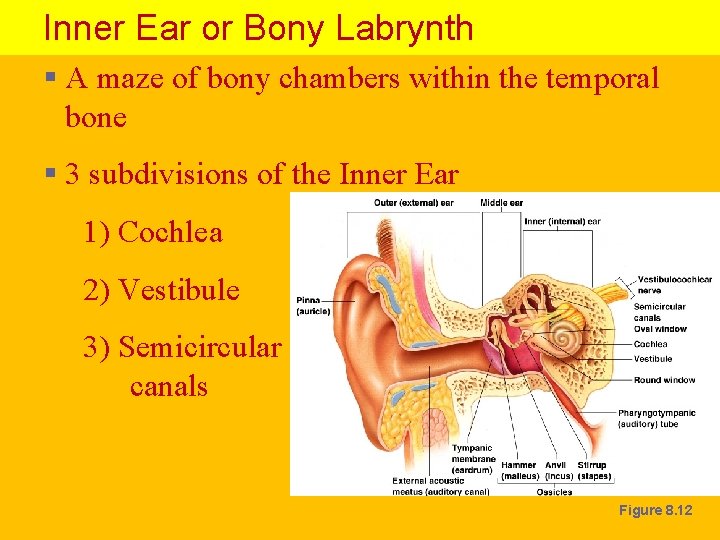 Inner Ear or Bony Labrynth § A maze of bony chambers within the temporal