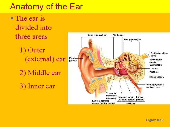 Anatomy of the Ear § The ear is divided into three areas 1) Outer