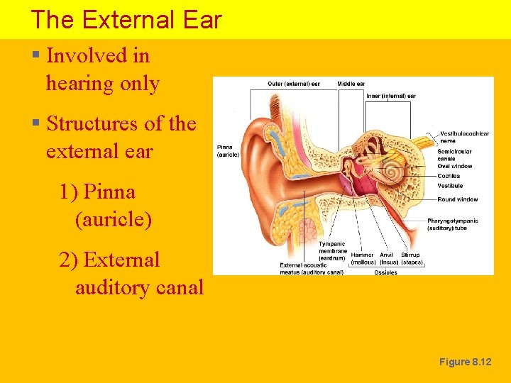 The External Ear § Involved in hearing only § Structures of the external ear