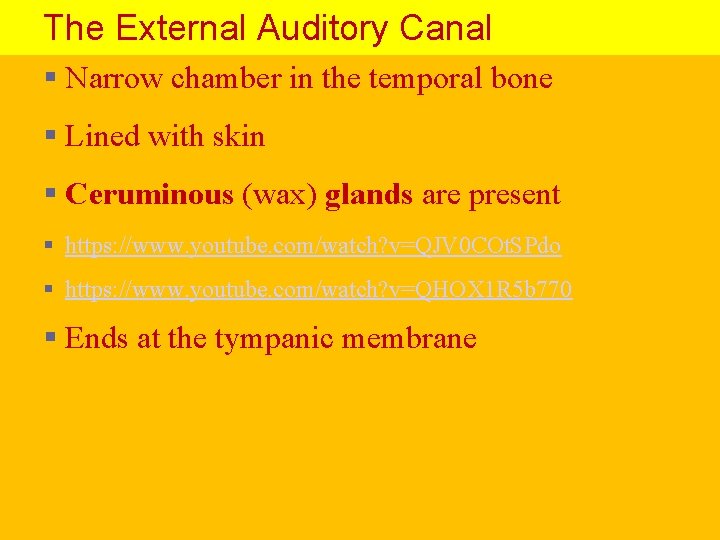 The External Auditory Canal § Narrow chamber in the temporal bone § Lined with
