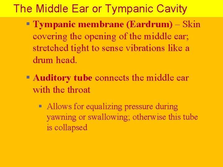The Middle Ear or Tympanic Cavity § Tympanic membrane (Eardrum) – Skin covering the