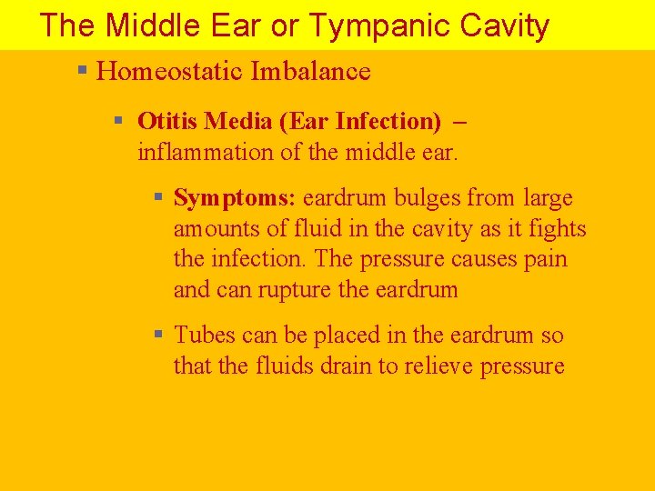 The Middle Ear or Tympanic Cavity § Homeostatic Imbalance § Otitis Media (Ear Infection)