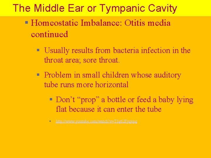 The Middle Ear or Tympanic Cavity § Homeostatic Imbalance: Otitis media continued § Usually
