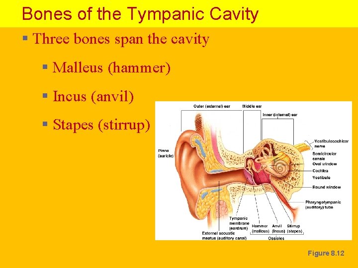 Bones of the Tympanic Cavity § Three bones span the cavity § Malleus (hammer)