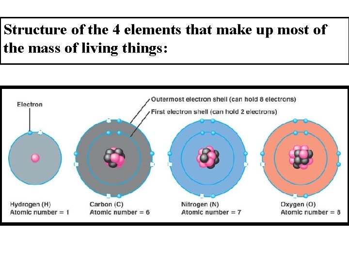 Structure of the 4 elements that make up most of the mass of living