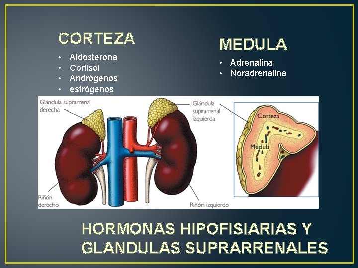 CORTEZA • • Aldosterona Cortisol Andrógenos estrógenos MEDULA • Adrenalina • Noradrenalina HORMONAS HIPOFISIARIAS