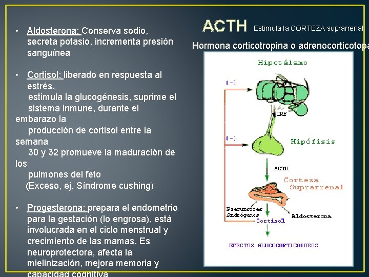  • Aldosterona: Conserva sodio, secreta potasio, incrementa presión sanguínea • Cortisol: liberado en