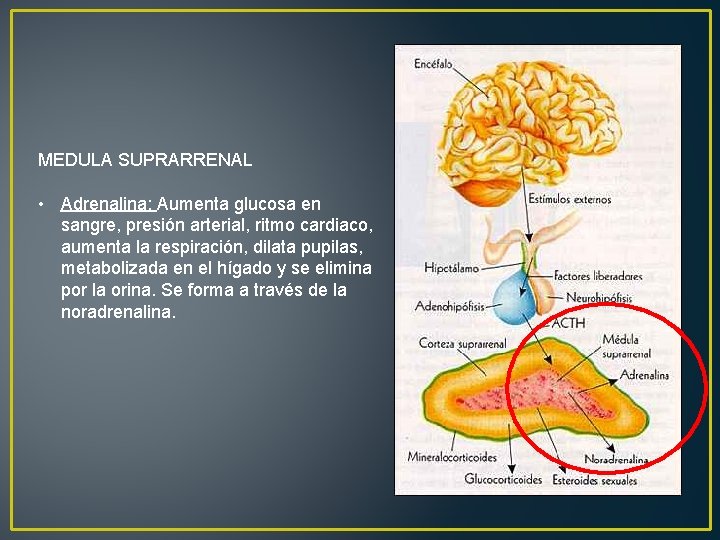 MEDULA SUPRARRENAL • Adrenalina: Aumenta glucosa en sangre, presión arterial, ritmo cardiaco, aumenta la