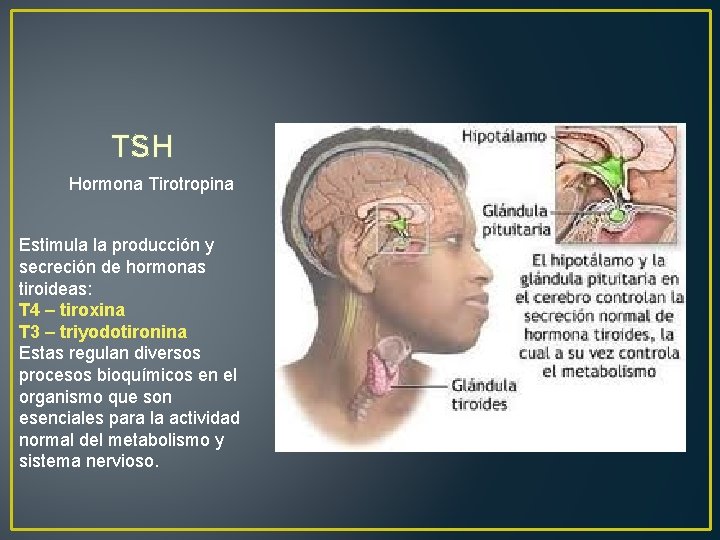 TSH Hormona Tirotropina Estimula la producción y secreción de hormonas tiroideas: T 4 –