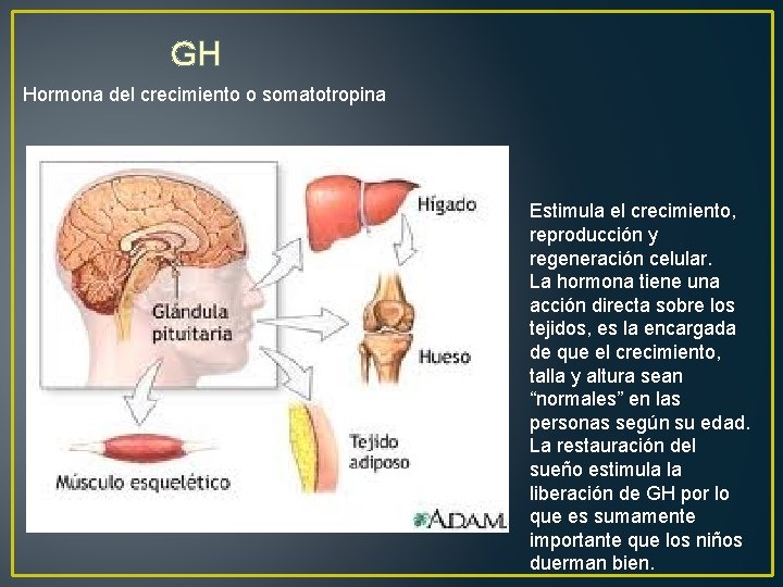 GH Hormona del crecimiento o somatotropina Estimula el crecimiento, reproducción y regeneración celular. La