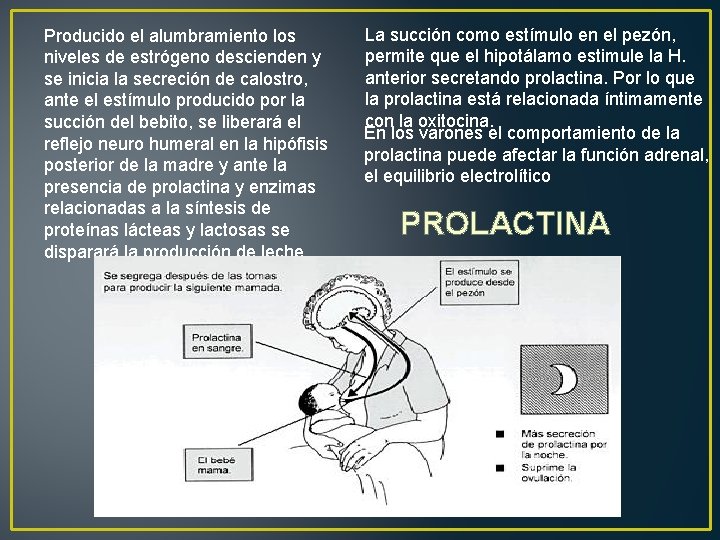 Producido el alumbramiento los niveles de estrógeno descienden y se inicia la secreción de