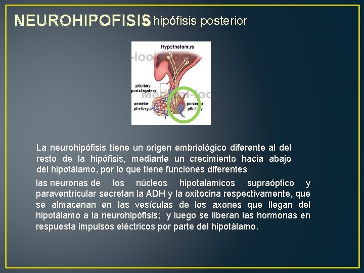 o hipófisis posterior NEUROHIPOFISIS La neurohipófisis tiene un origen embriológico diferente al del resto