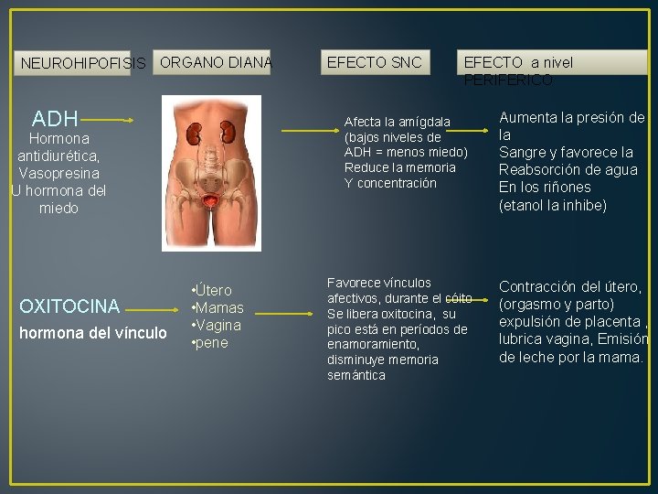 NEUROHIPOFISIS ORGANO DIANA ADH hormona del vínculo EFECTO a nivel PERIFERICO Afecta la amígdala