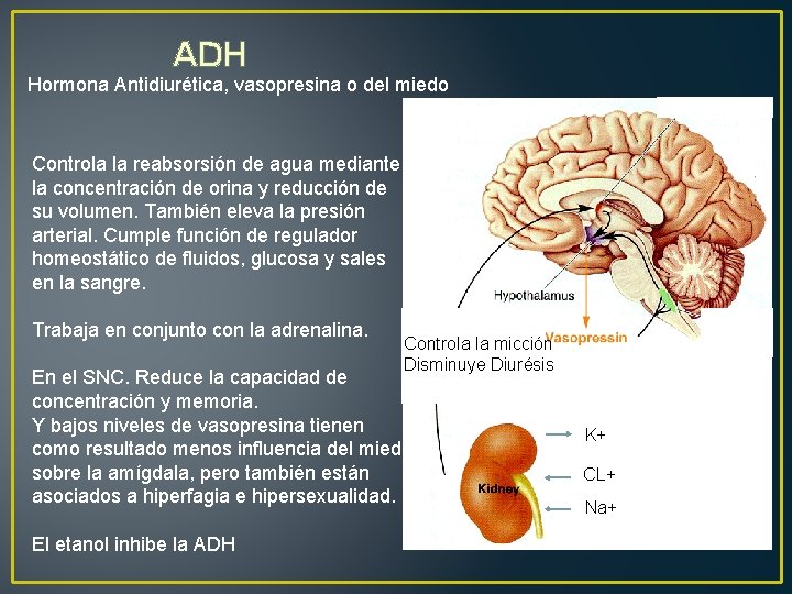 ADH Hormona Antidiurética, vasopresina o del miedo Controla la reabsorsión de agua mediante la