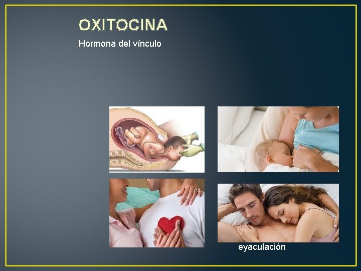OXITOCINA Hormona del vínculo Contracciones del útero Durante el parto y el sexo Vínculos