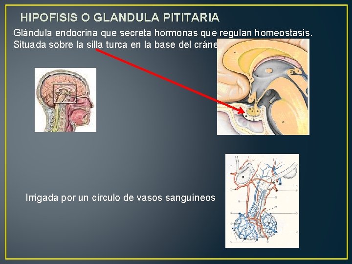 HIPOFISIS O GLANDULA PITITARIA Glándula endocrina que secreta hormonas que regulan homeostasis. Situada sobre