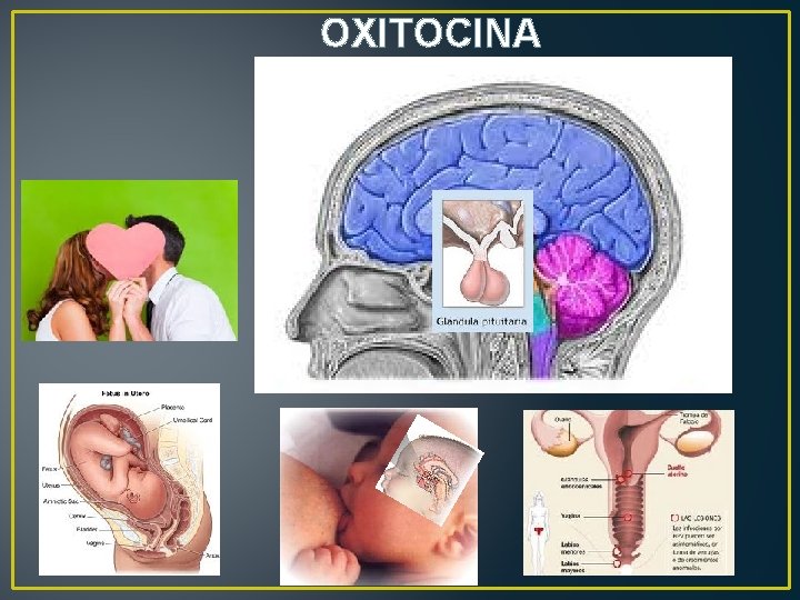 OXITOCINA 