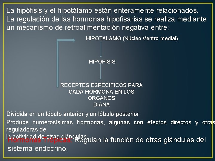 La hipófisis y el hipotálamo están enteramente relacionados. La regulación de las hormonas hipofisarias