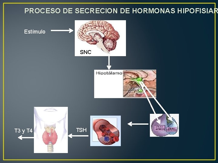 PROCESO DE SECRECION DE HORMONAS HIPOFISIAR Estímulo SNC T 3 y T 4 TSH