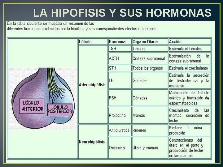 LA HIPOFISIS Y SUS HORMONAS 